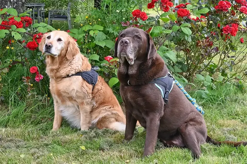 Les deux chiens de l'établissement, compagnons du quotidien des résidents