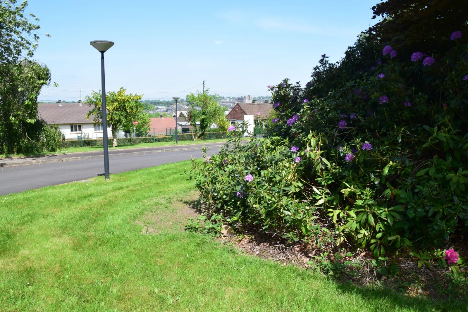 Pelouse et massifs de rhododendrons dans le parc